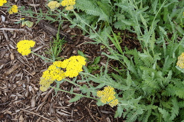 Yellow flowers of the achillea Moonshine yarrow © eqroy