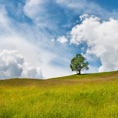 Fototapeta na wymiar Dynamic summer landscape. Single tree in a field. Storm clouds float across the sky.