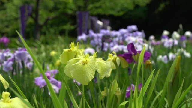 Iris Flower in rainy season recorded at 9AM on June 8, 2016