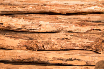 wood seamless background with stumps, tree cuts, logs, ecology background