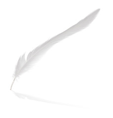 light thin long gray feather with reflection