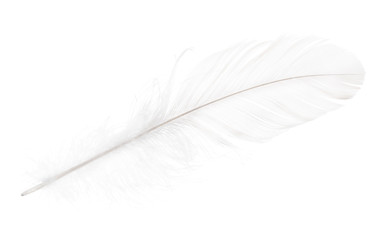 pure white soft feather