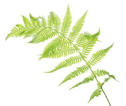 spring light fern leaves on white
