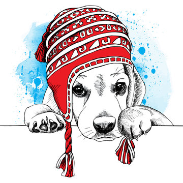The poster with the image of the dog Beagle in the Chullo long knit hat. Vector illustration.