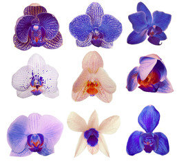 collection of nine isolated orchid flowers
