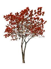 dark red autumn maple tree isolated on white