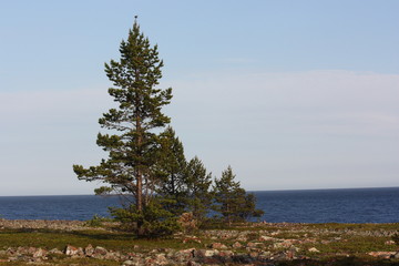 Сосны на берегу. © verynika