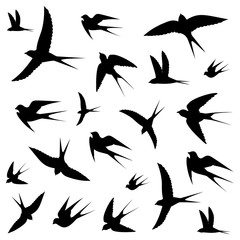 birds icons