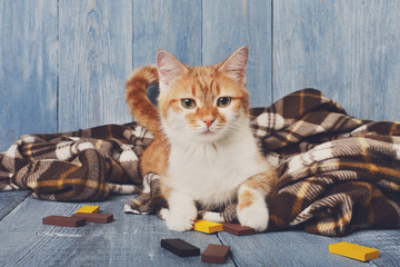 Fototapeta na wymiar Ginger cat lays on plaid blanket