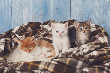 Naklejka na ściany i meble Group of kittens at plaid blanket