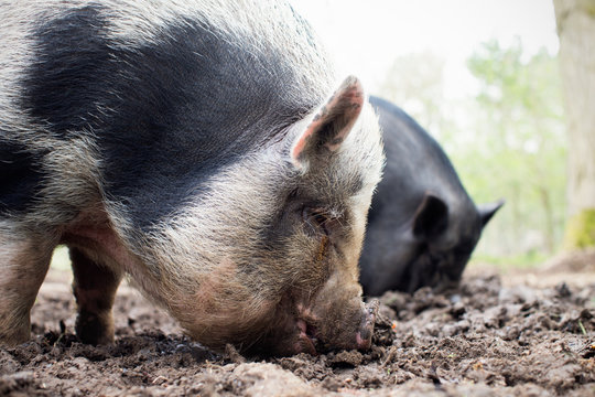 Man Feeding Pigs On Small Organic Farm