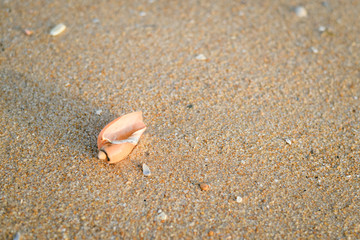 Fototapeta na wymiar Lonely shell with sand as background, style top side view flat lay