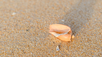 Top view of shell on the sandy beach texture outside