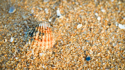 Acanthocardia tuberculata shell with sand as background, style top side view flat lay