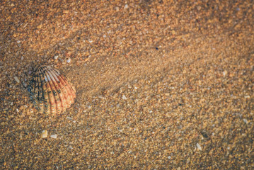 Top view of Acanthocardia tuberculata shell on the sandy beach texture outside
