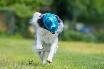 Hund spielt mit Frisbee