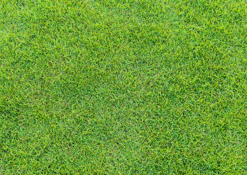  green grass pattern from golf course at sunset time