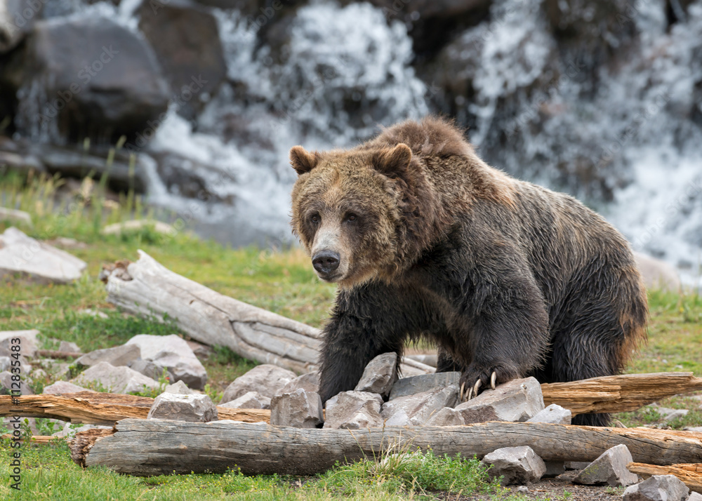 Wall mural grizzly bear in yellowstone national park, wyoming