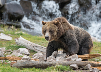 Grizzly bear in Yellowstone National Park, Wyoming