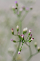 green flower grass on a nature background. Macro image with smal