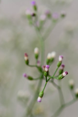 green flower grass on a nature background. Macro image with smal