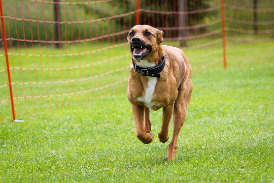 dog training no. 1