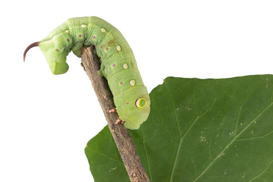 caterpillar isolated on white background