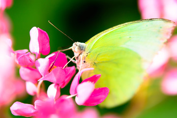 Yellow Butterfly on pink small Flower