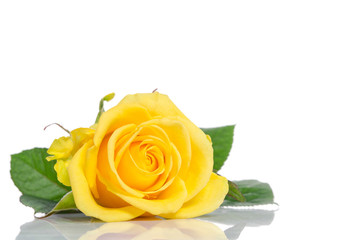 beautiful yellow rose isolated on white wooden background