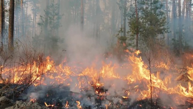 Forest fire in pine stand/Big forest fire and smoke clouds in pine stands. Wildfire. Flame is starting to damage the trunk. Whole area covered by flame