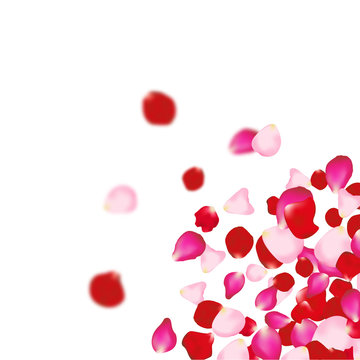 Rose petals falling background. For presentations, invitation ad print. Wedding valentine love concept