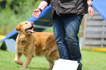 Hundeschule - Training