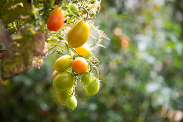 Cherry tomato