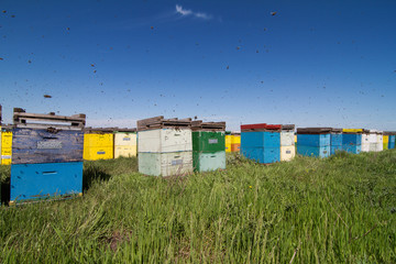 Fototapeta na wymiar Colorful beehives aligned in a green field
