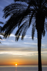 Fototapeta na wymiar Palm tree, sunset view. Summer nature scene. Maldives