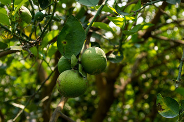 Lemon trees and green lemon.