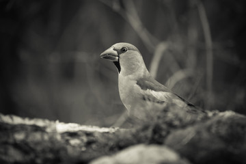 Grosbeak (Coccothraustes coccothraustes) on birch trunk for natu