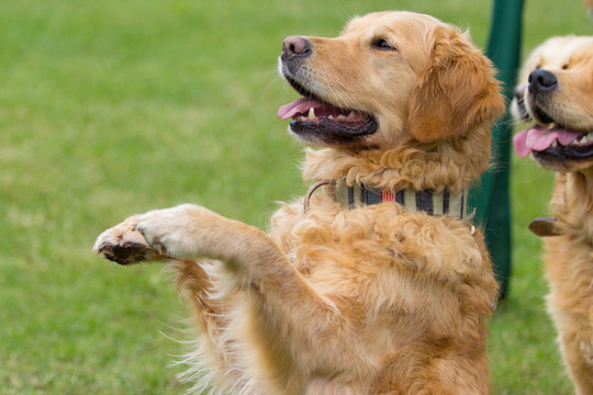 Golden Retriever l&auml;chelt