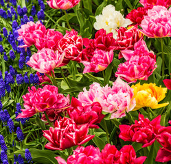 tulips in flower garden, Holland