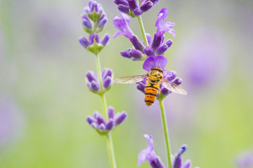 Bee fly and lavander flower