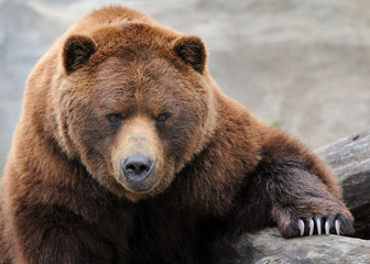 Grizzly bear portrait - obrazy, fototapety, plakaty