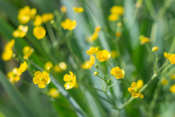 Rustic yellow flowers in green grass.