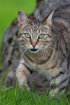 Tabby Cat