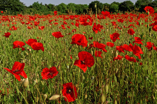 Red, Wild Poppy Flowers in a Field