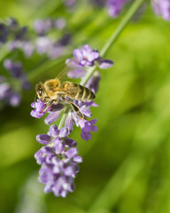 Honeybee on lavender flower