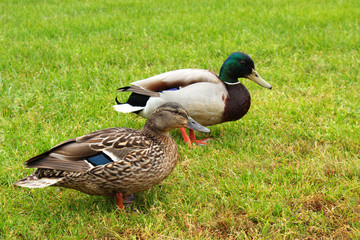 Hübsches Entenpaar auf Wiese
