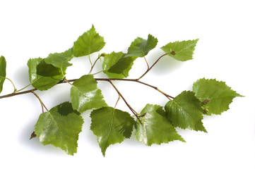 Birkenblaetter, Birke; Betula; Baum