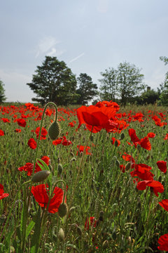 Red, Wild Poppy Flowers in a Field