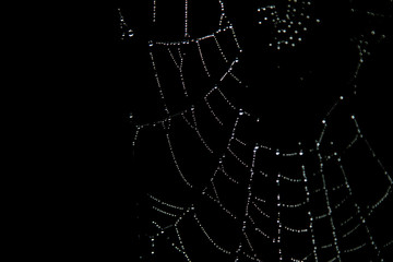 Fototapeta premium Spider web with water drops on an early Irish morning