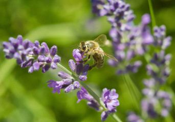 Honeybee on lavender flower closeup
